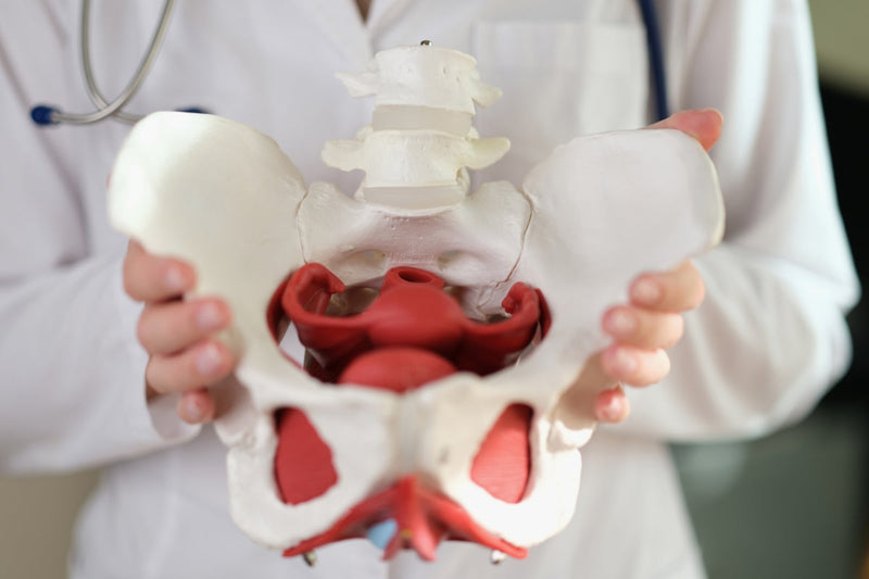 Doctor showing a close-up pelvic skeleton model to explain pelvic girdle pain, pelvic anatomy, and pregnancy-related pelvic pain symptoms.